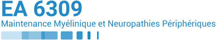 Maintenance Myélinique et Neuropathies Périphériques - EA 6309